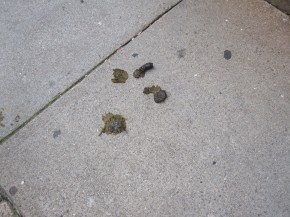 Dog Poop on Prince Street - September 2012